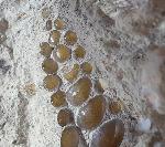 Phacodus punctatus (DIXON 1850) - Bild © FossNet FossilienStore